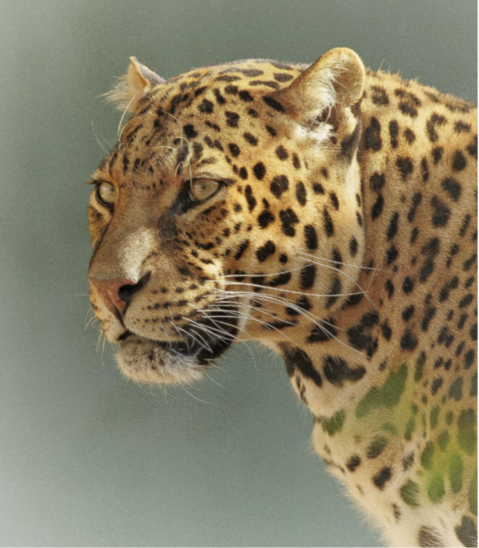 leopard head