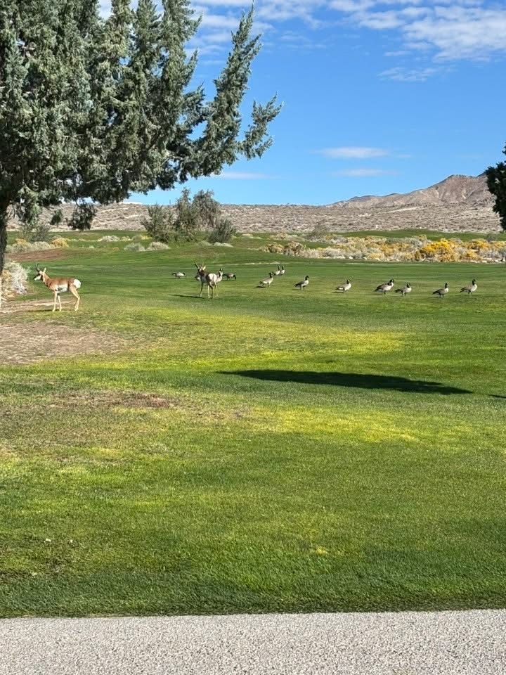 Wells girls golf team
