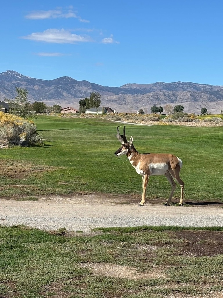 Wells girls golf team
