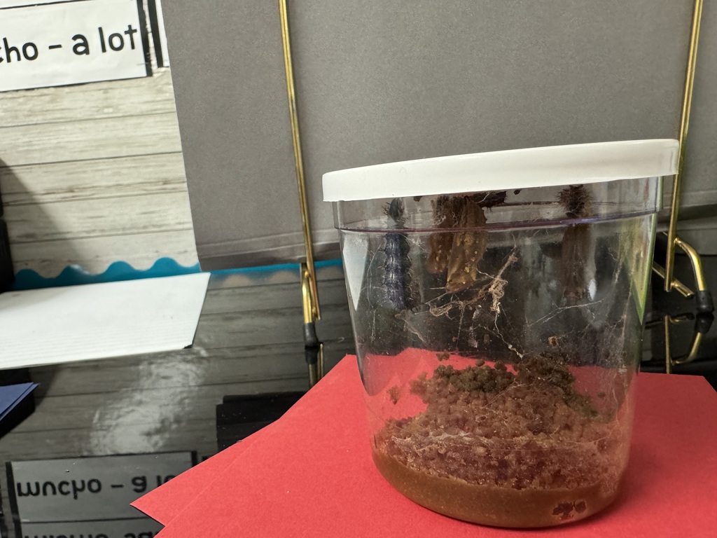 butterlies in the ELL classroom