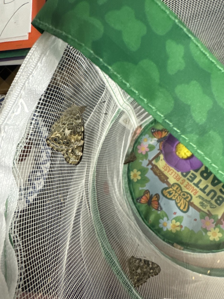 butterlies in the ELL classroom