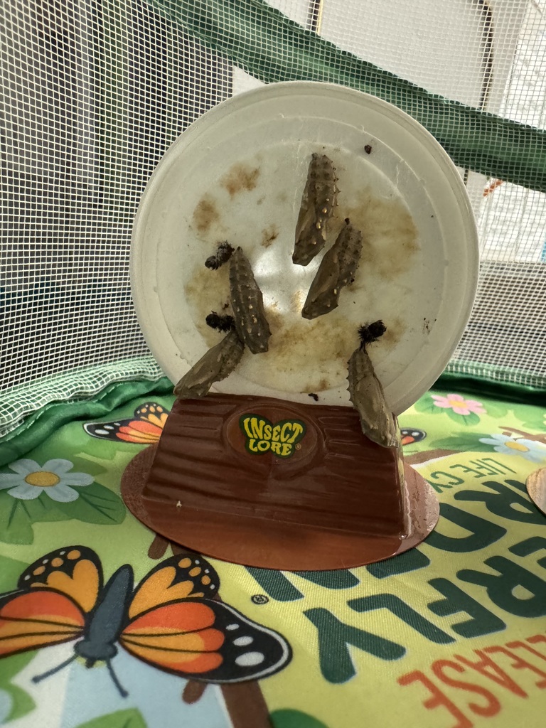 butterlies in the ELL classroom