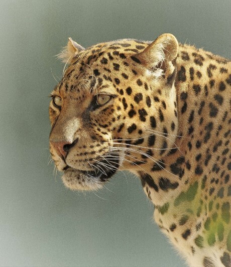 leopard head