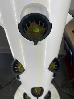 Basil and Lettuce begin to sprout in the HS Ag Hydroponic Tower