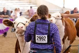 Livestock show