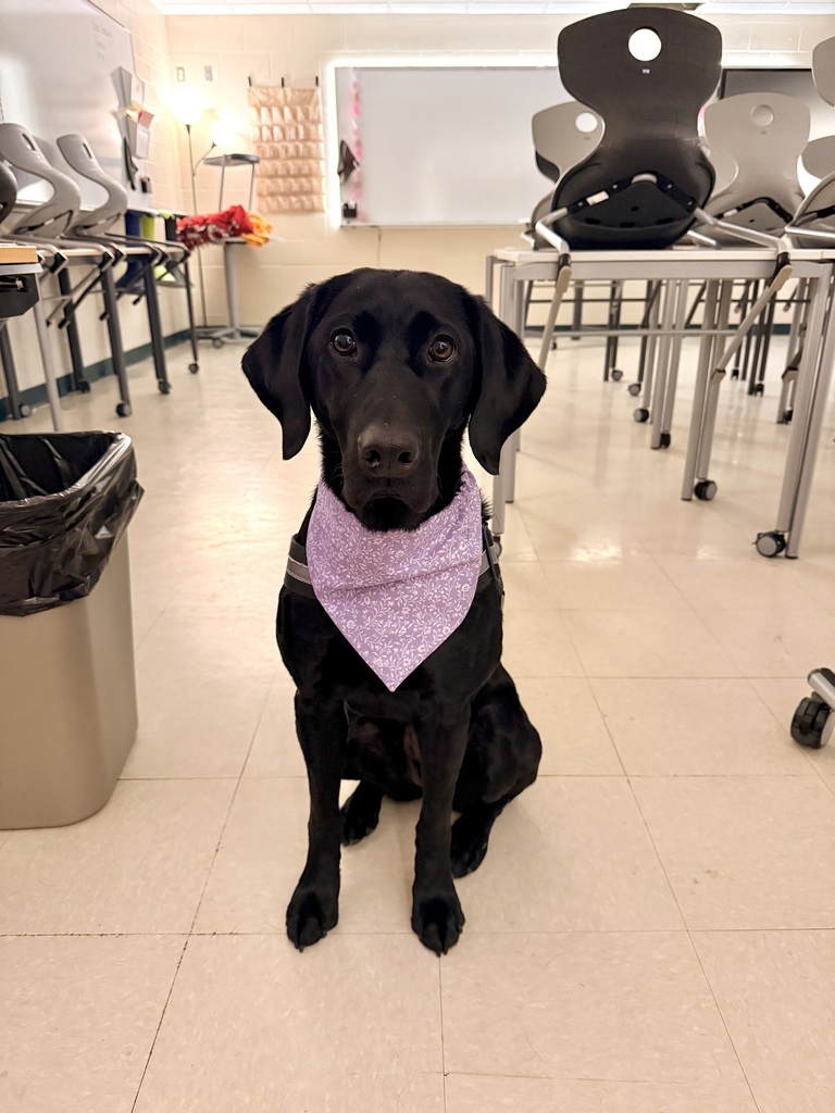 What’s Pudge been up to lately?! 🐾💜  💜 Lots of snuggles with all her friends 🐾 Testing out the new fitness equipment in the weight room (big fan!) 💜 Taking plenty of well-deserved naps 🐾 Causing a little chaos on her bed while Ms. Poulos is trying to teach 😄 💜 Cheering on and supporting the Ellsworth Baseball Team 🐾 Modeling her brand new bandana made by one of our talented sewing students  Life is pretty ruff when you’re this loved! 🐶💜