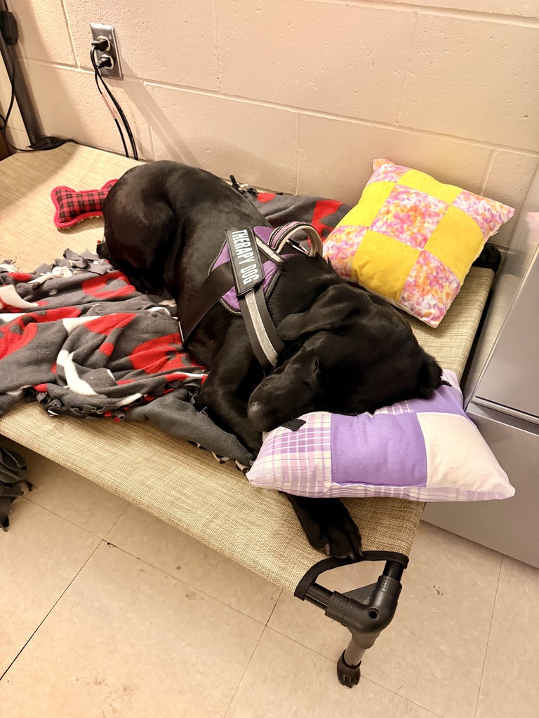 What’s Pudge been up to lately?! 🐾💜  💜 Lots of snuggles with all her friends 🐾 Testing out the new fitness equipment in the weight room (big fan!) 💜 Taking plenty of well-deserved naps 🐾 Causing a little chaos on her bed while Ms. Poulos is trying to teach 😄 💜 Cheering on and supporting the Ellsworth Baseball Team 🐾 Modeling her brand new bandana made by one of our talented sewing students  Life is pretty ruff when you’re this loved! 🐶💜