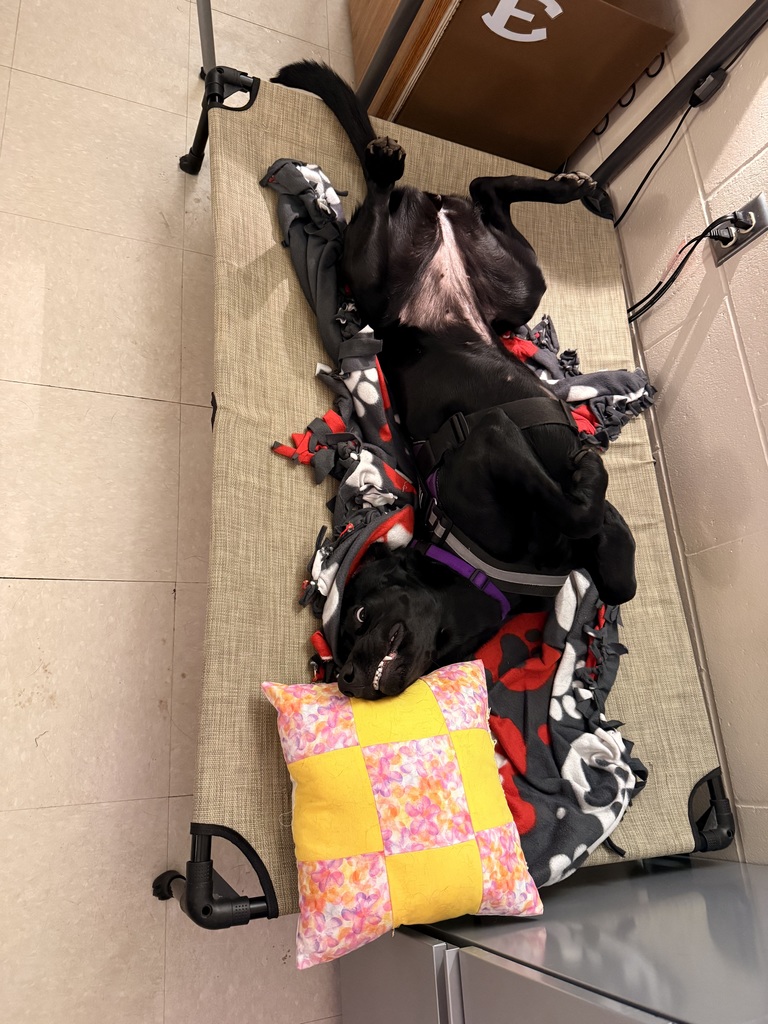 What’s Pudge been up to lately?! 🐾💜  💜 Lots of snuggles with all her friends 🐾 Testing out the new fitness equipment in the weight room (big fan!) 💜 Taking plenty of well-deserved naps 🐾 Causing a little chaos on her bed while Ms. Poulos is trying to teach 😄 💜 Cheering on and supporting the Ellsworth Baseball Team 🐾 Modeling her brand new bandana made by one of our talented sewing students  Life is pretty ruff when you’re this loved! 🐶💜