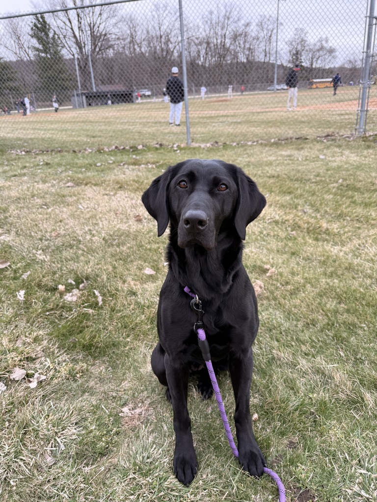 What’s Pudge been up to lately?! 🐾💜  💜 Lots of snuggles with all her friends 🐾 Testing out the new fitness equipment in the weight room (big fan!) 💜 Taking plenty of well-deserved naps 🐾 Causing a little chaos on her bed while Ms. Poulos is trying to teach 😄 💜 Cheering on and supporting the Ellsworth Baseball Team 🐾 Modeling her brand new bandana made by one of our talented sewing students  Life is pretty ruff when you’re this loved! 🐶💜