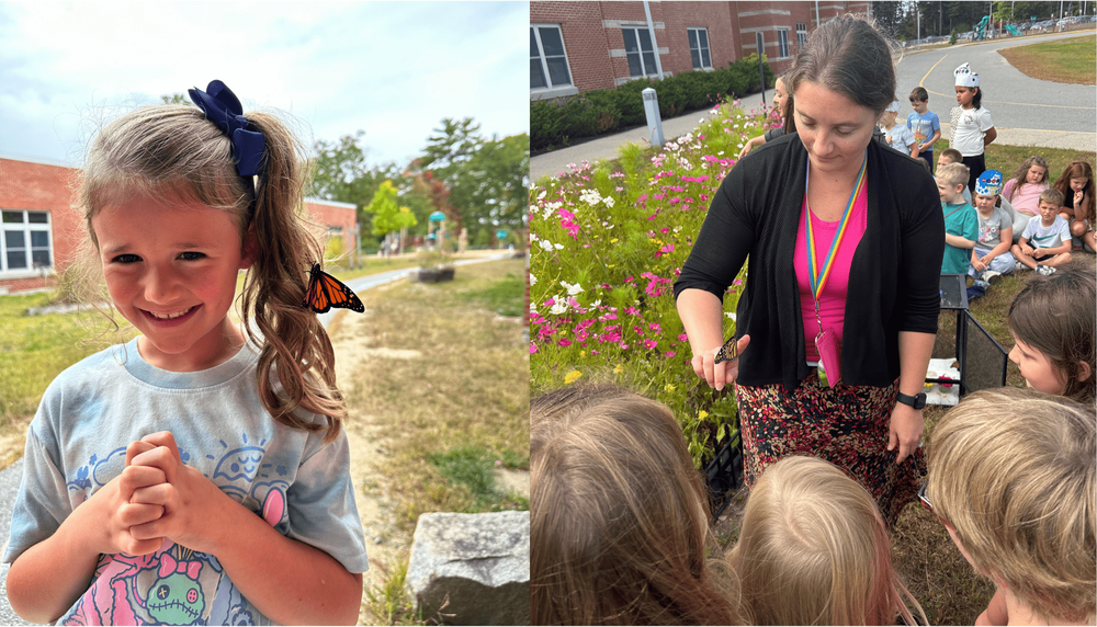 EEMS Butterflies