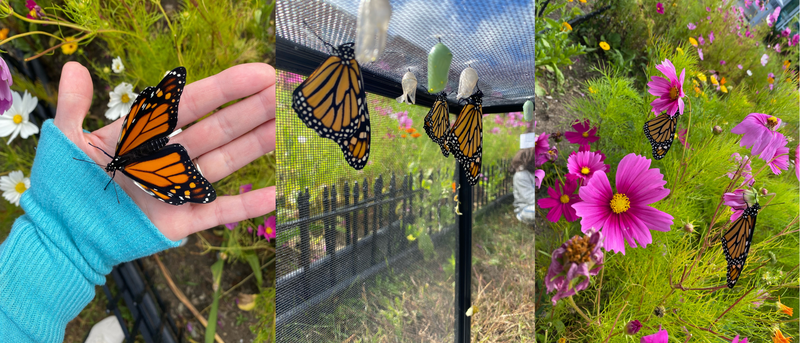 Butterflies