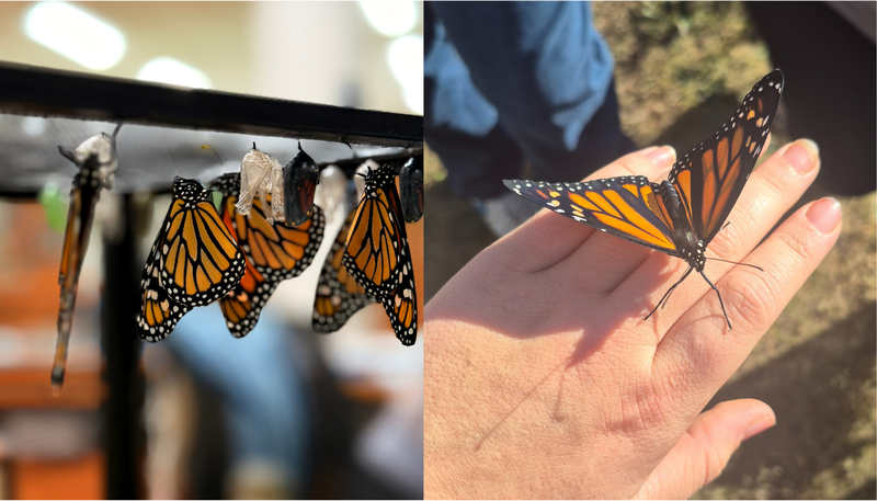 Butterflies
