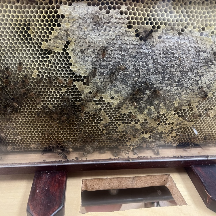 Traveling Bee Hive