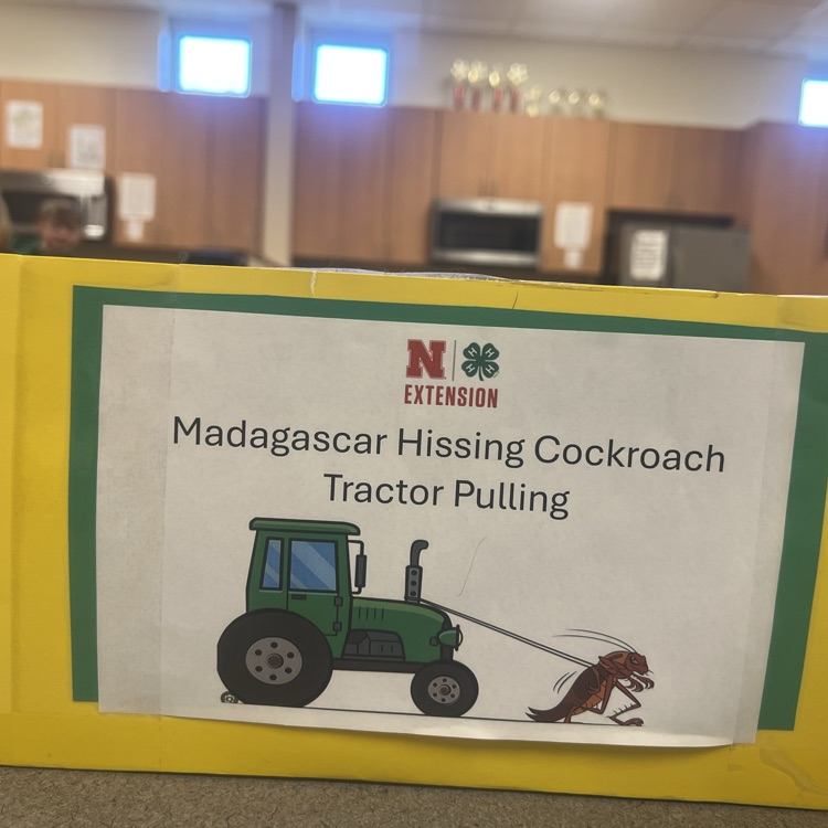 Madagascar Hissing Cockroach Tractor Pull