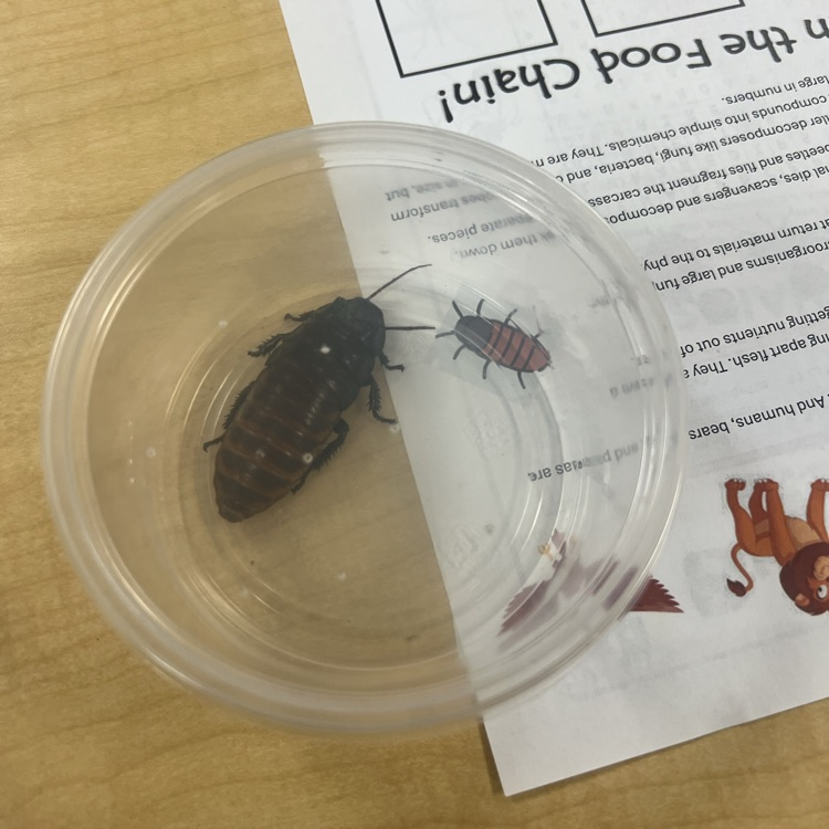 Madagascar Hissing Cockroach