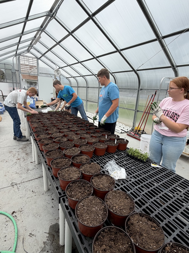 Planting mums