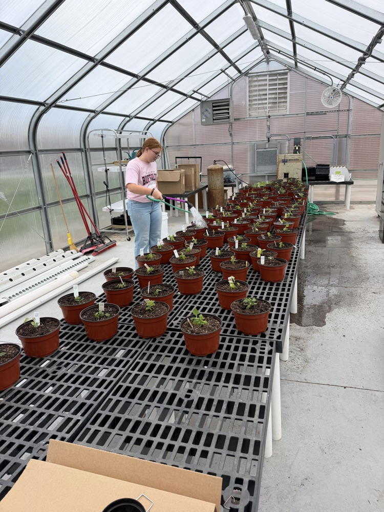 Watering mums