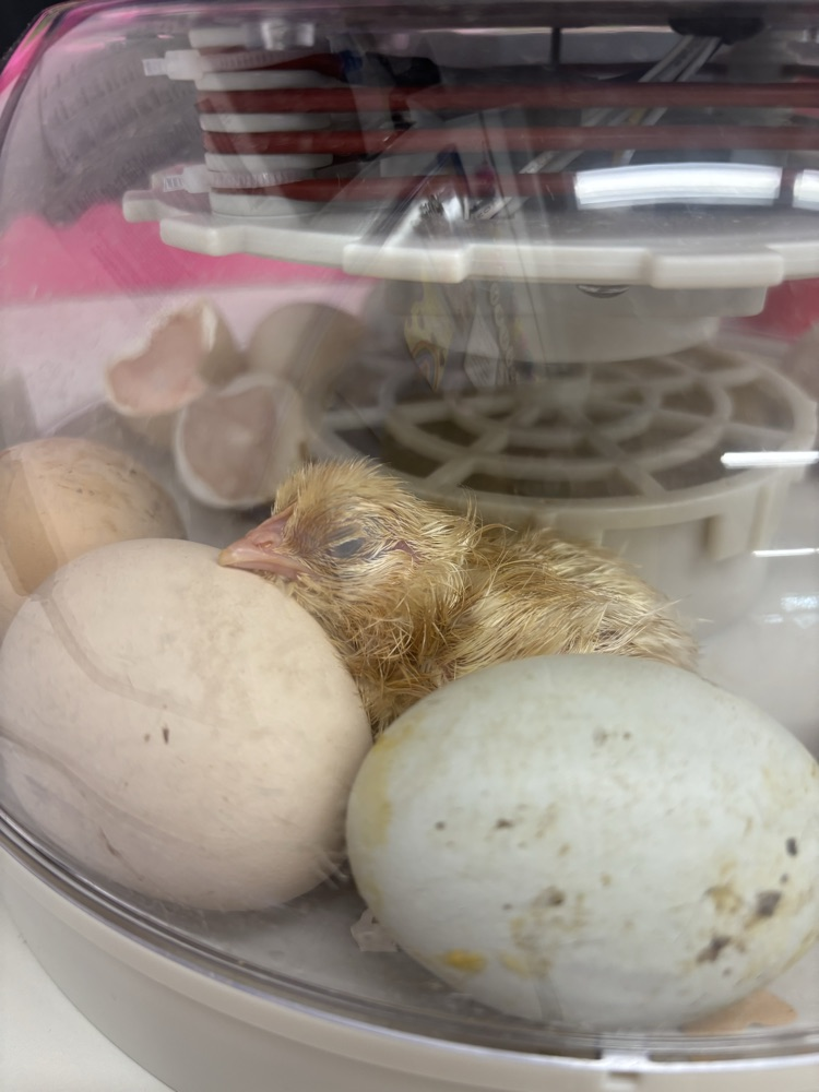 hatch day