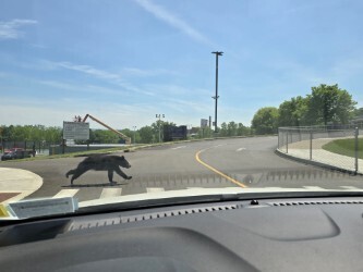 Bear crossing the road
