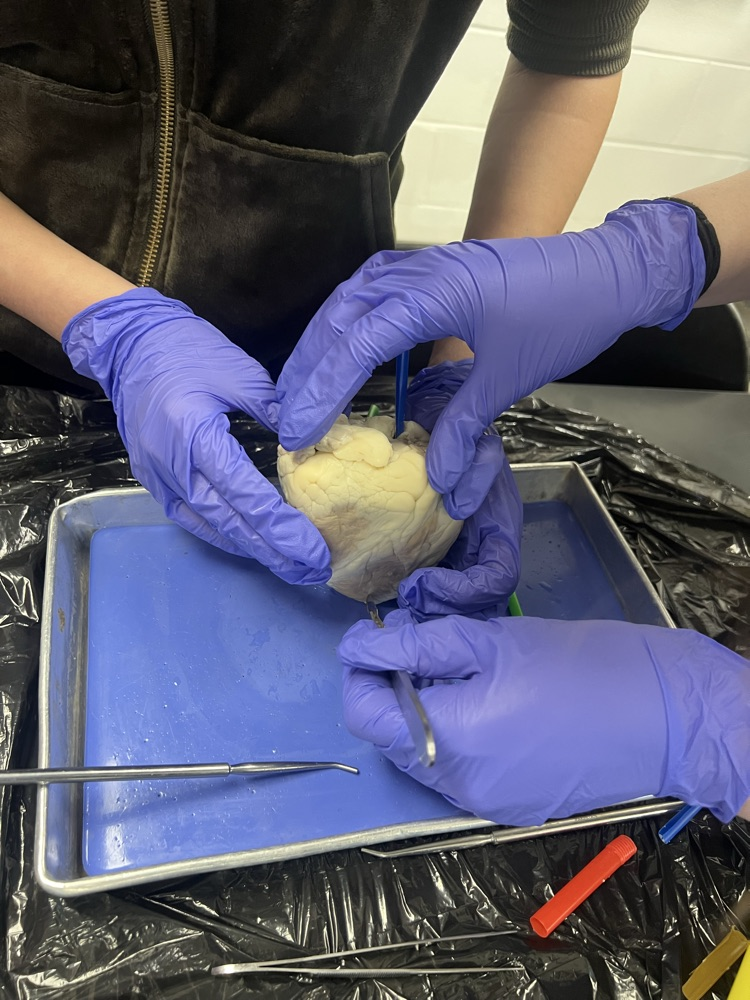 students dissecting sheep heart