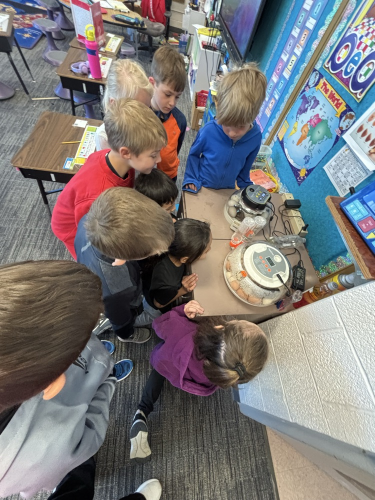 We observed one hatching!