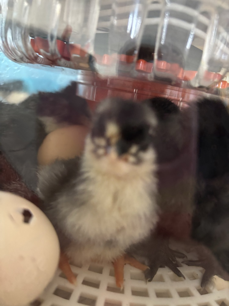 Good morning to you little one!