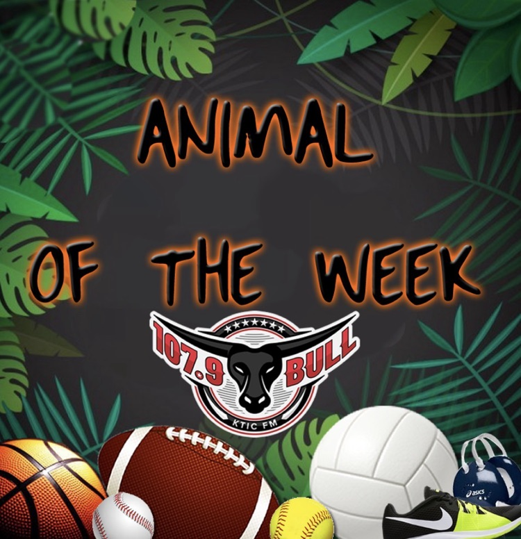 animal of the week