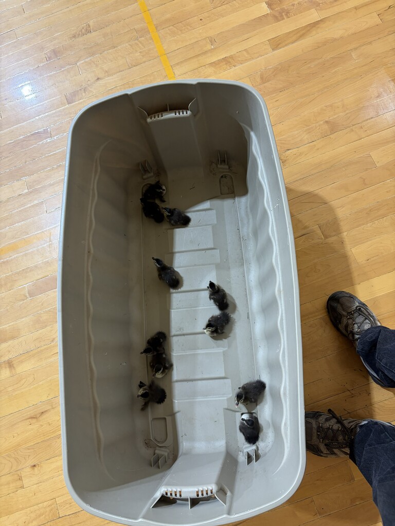 Ducklings