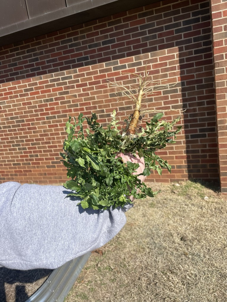 Mrs. Days 2nd grade getting ready for Spring planting