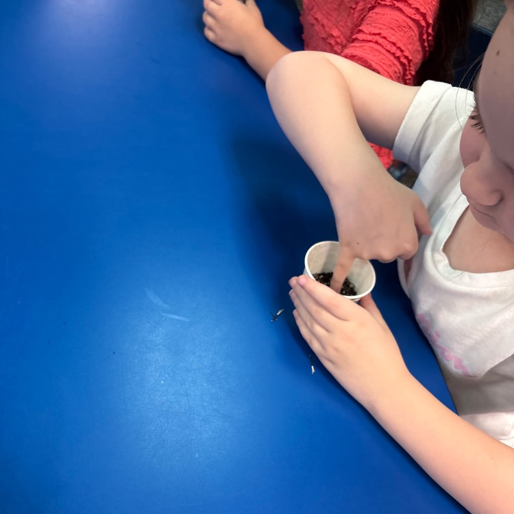 So much life happening around Monroe! Students have been watching chicks hatch and planting in our garden.