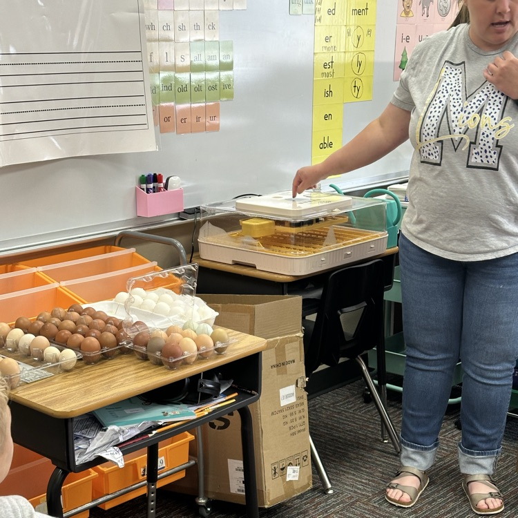 So much life happening around Monroe! Students have been watching chicks hatch and planting in our garden.