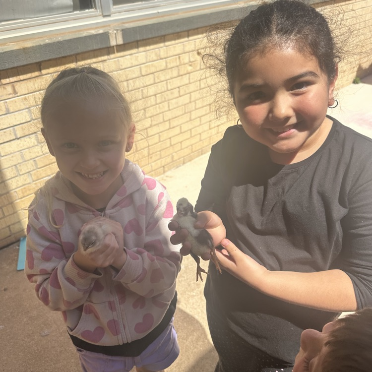 Chicks hatch for our Life Cycle studies!💙🦁💛
