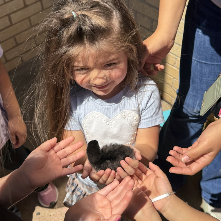 Chicks hatch for our Life Cycle studies!💙🦁💛