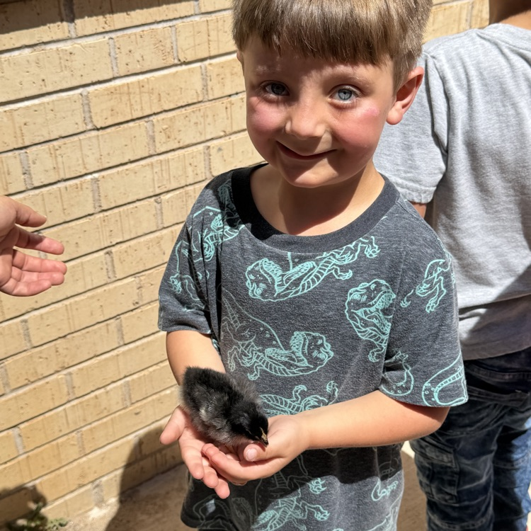 Chicks hatch for our Life Cycle studies!💙🦁💛