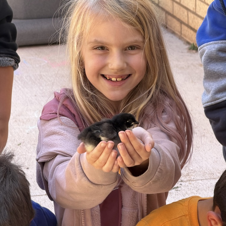Chicks hatch for our Life Cycle studies!💙🦁💛