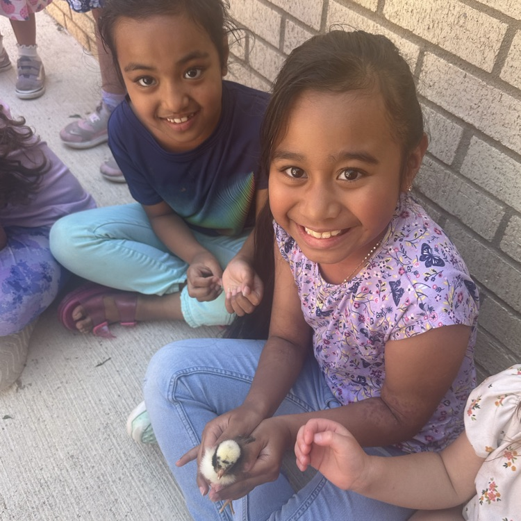 Chicks hatch for our Life Cycle studies!💙🦁💛