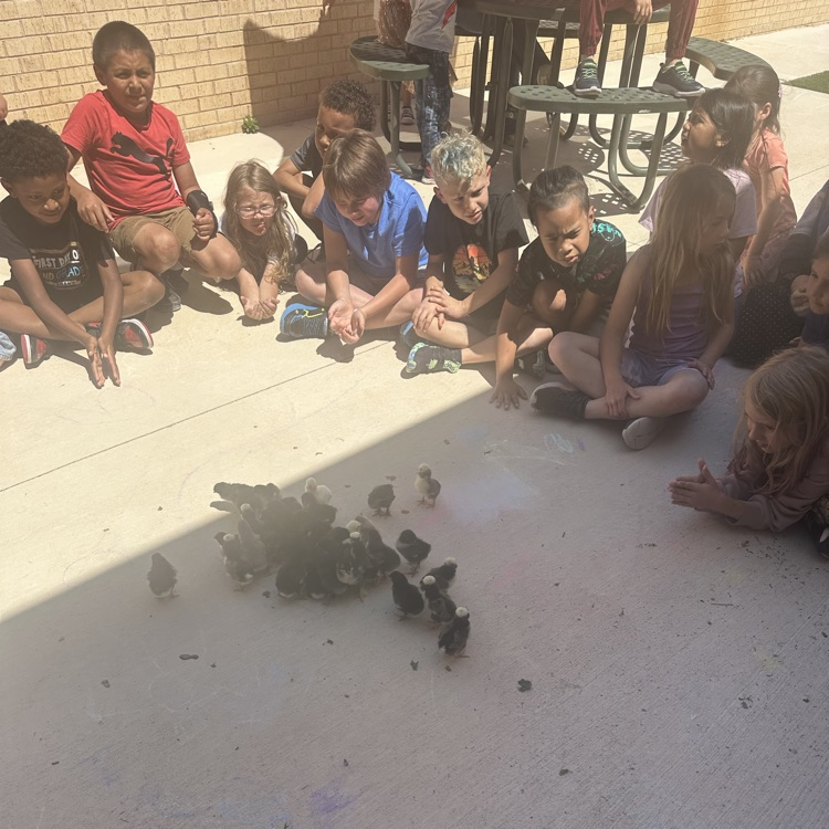 Chicks hatch for our Life Cycle studies!💙🦁💛