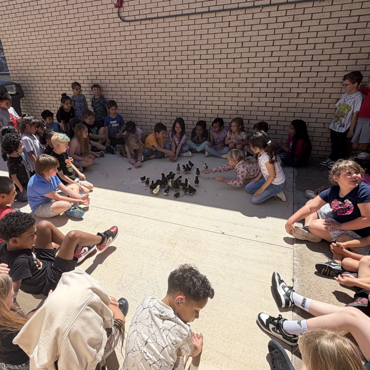 Chicks hatch for our Life Cycle studies!💙🦁💛