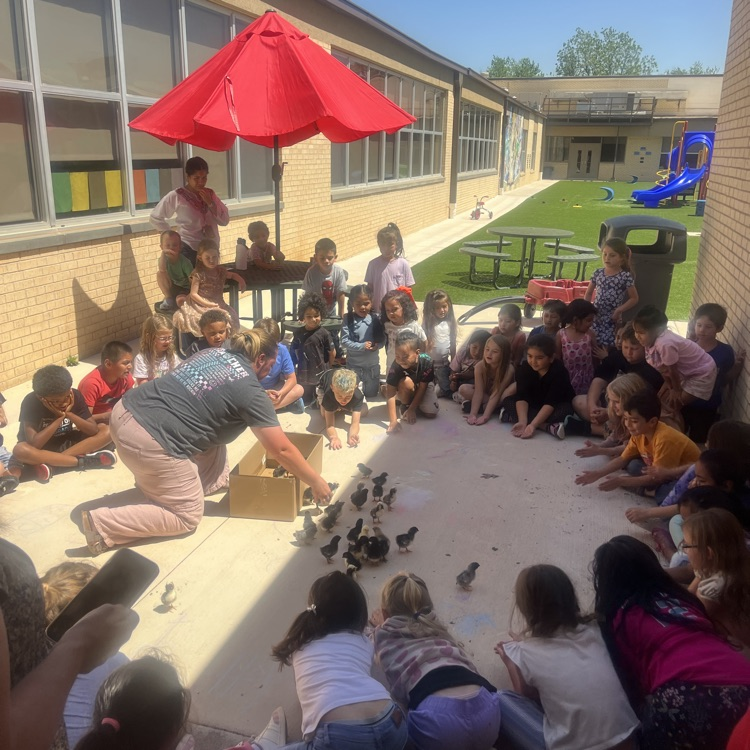 Chicks hatch for our Life Cycle studies!💙🦁💛