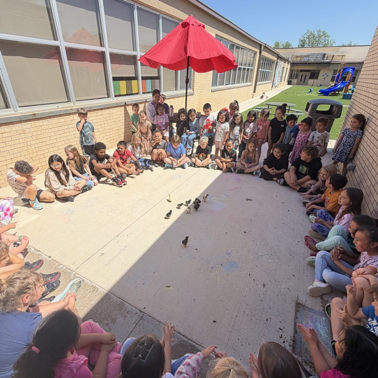 Chicks hatch for our Life Cycle studies!💙🦁💛