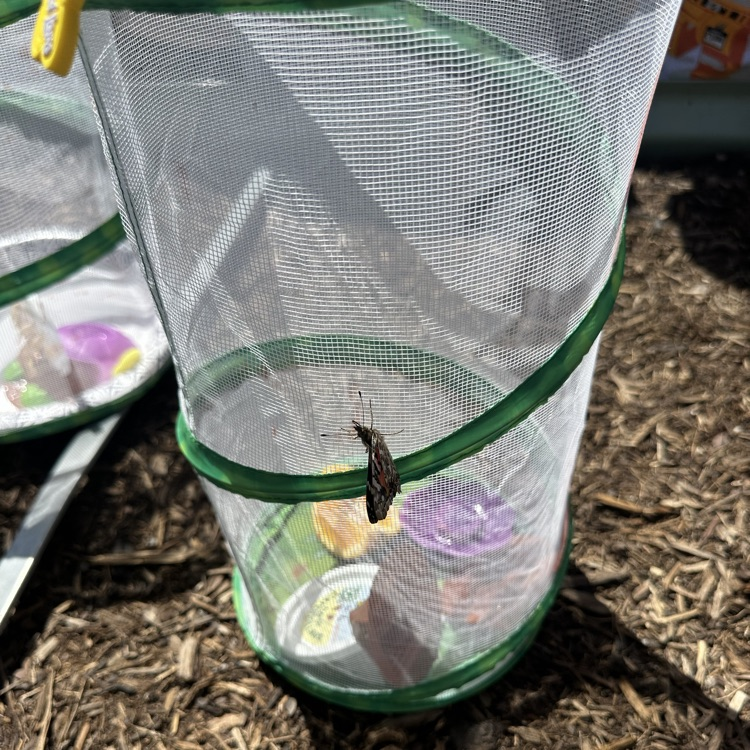 First and second grade Lions release their butterflies after learning about the butterfly life cycle.💙🦁💛