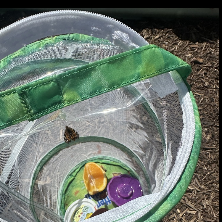 First and second grade Lions release their butterflies after learning about the butterfly life cycle.💙🦁💛