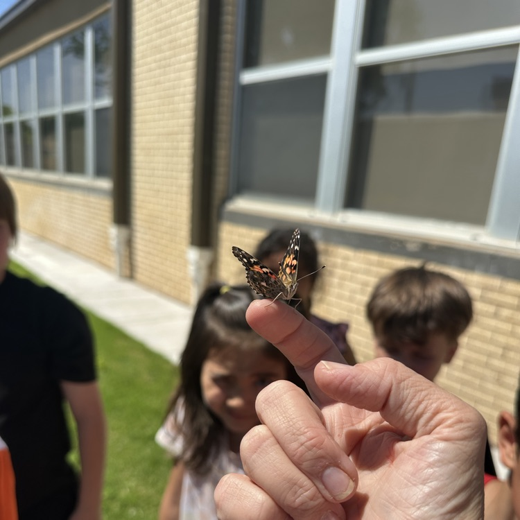 First and second grade Lions release their butterflies after learning about the butterfly life cycle.💙🦁💛