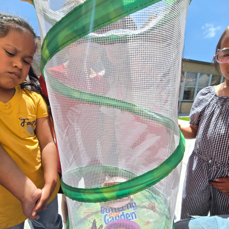 First grade butterfly release 💛🦁💙