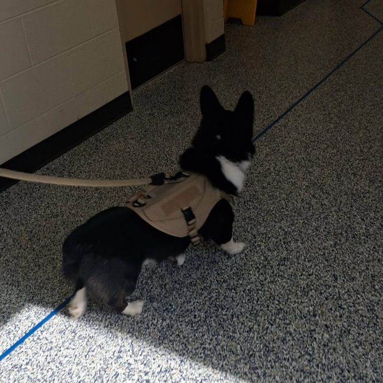 PK mini-Lions finished their life cycle unit with a visit from Koda the Corgi!💙🦁💛