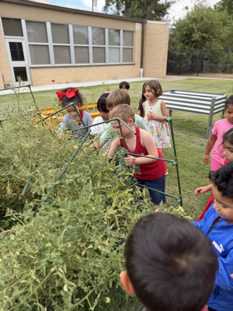Kinder friends pick tomatoes from the Monroe Garden