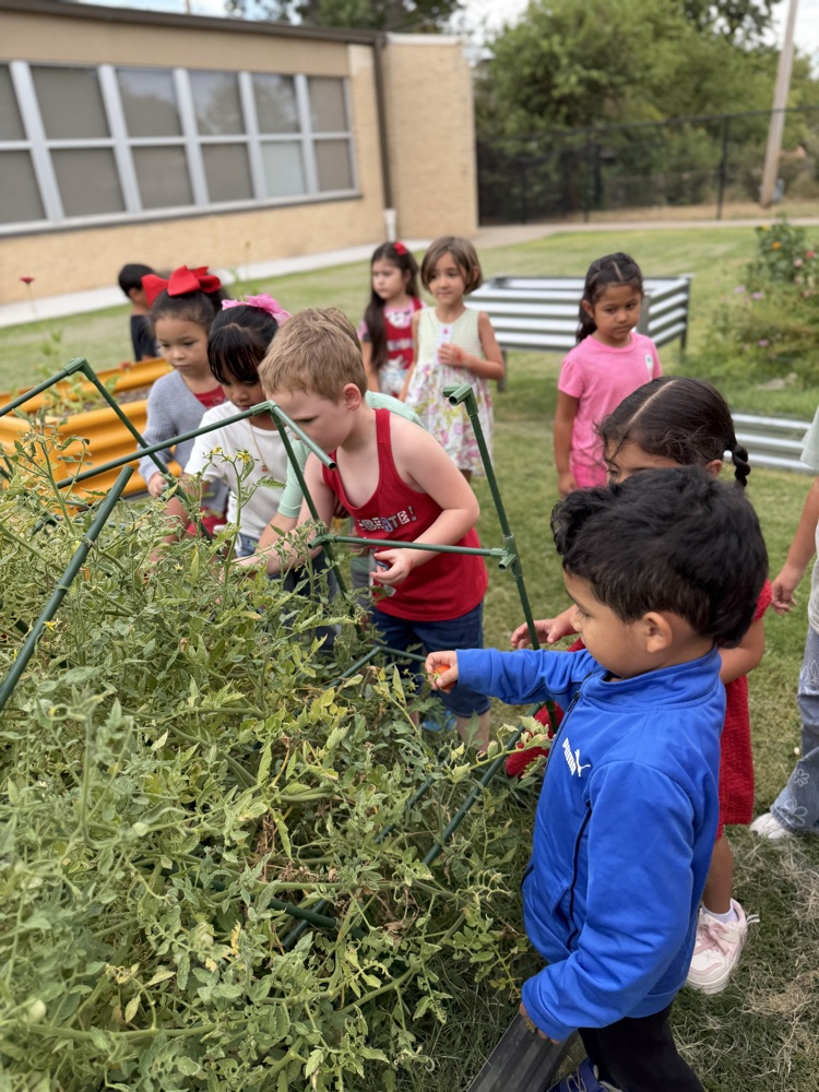 Kinder friends pick tomatoes from the Monroe Garden