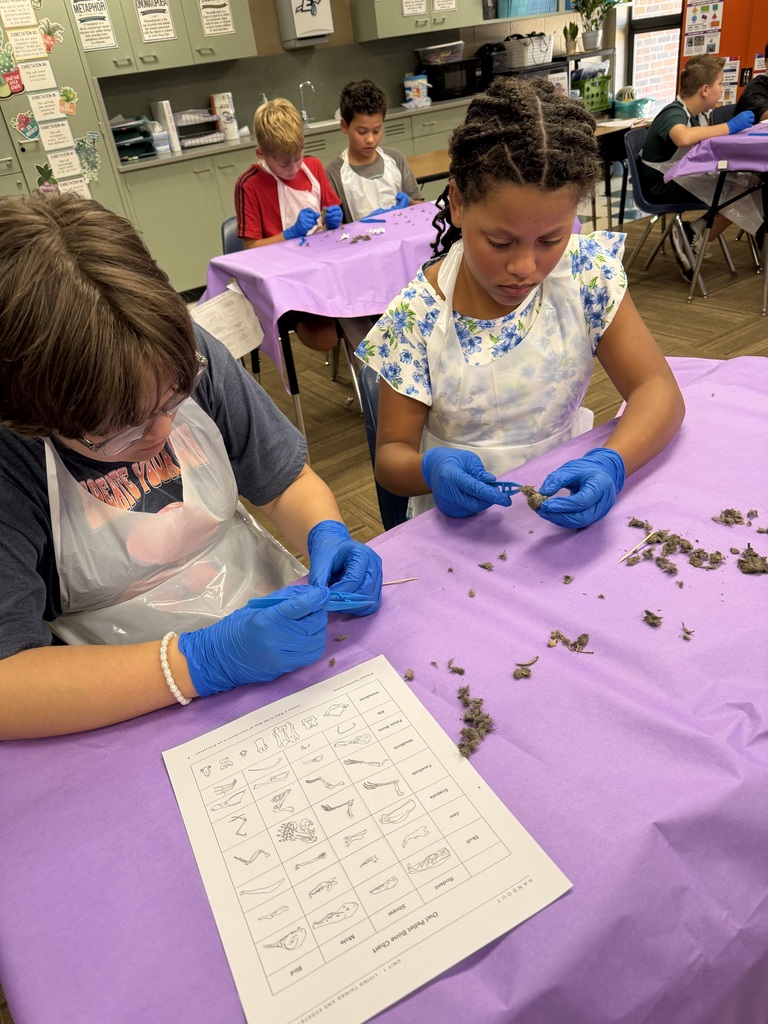 Two students dissecting an owl pellet