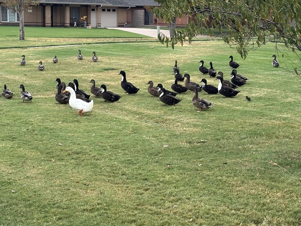 Ducks hanging out