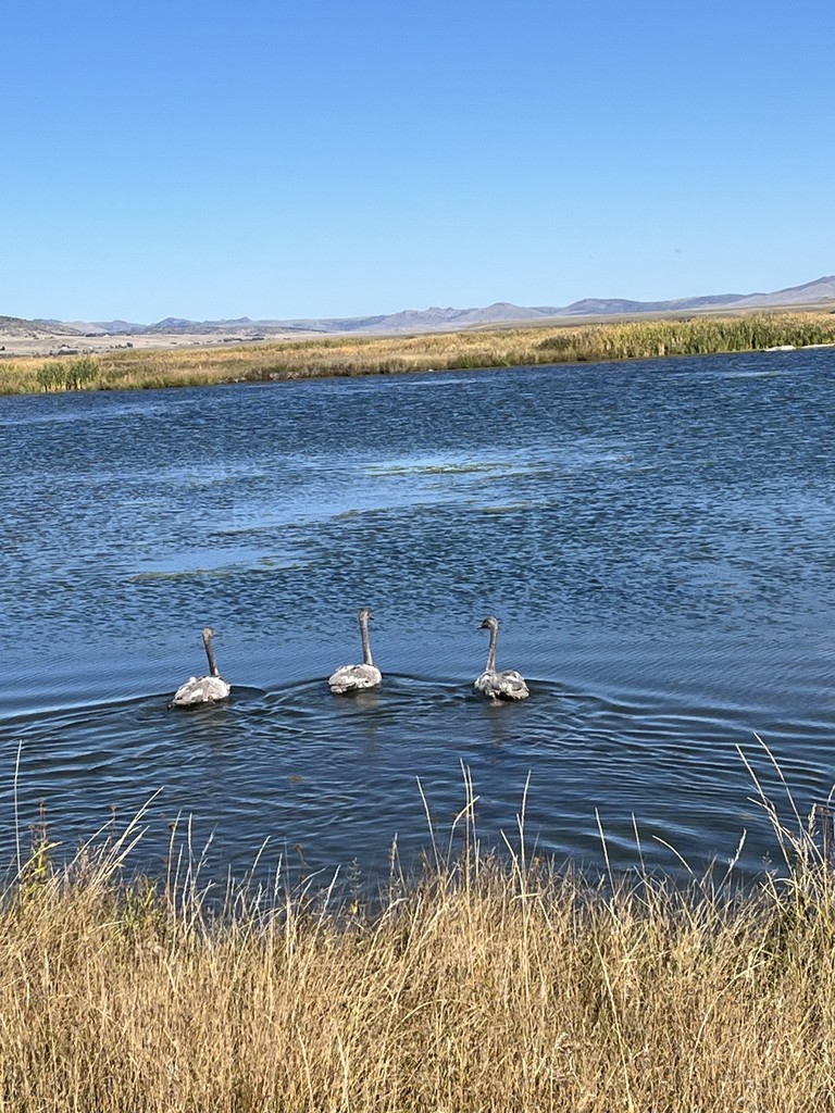 Swan swimming after release.